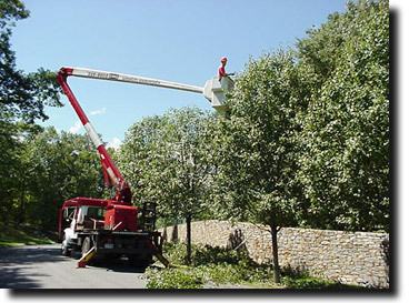 Matt shaping bradford pears...Note thinning of trees behind Matt