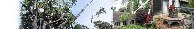 Tree Removal - Weston Arborists