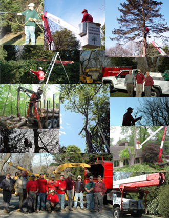  arborists