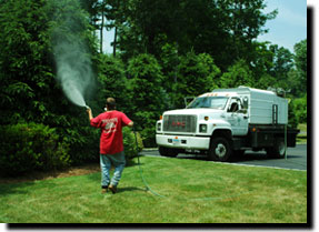 Insect and disease control - weston arborists