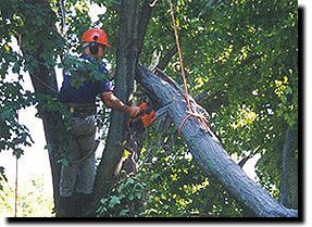 Rob Genualdi - Weston Arborists