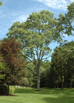 Pruning Large Shade Trees