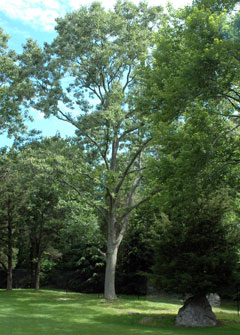 Pruning Large Shade Trees