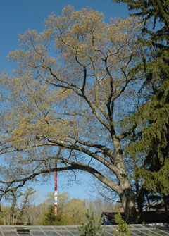 Pruning Large Oak Tree