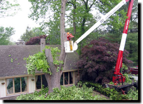 Tree Removal