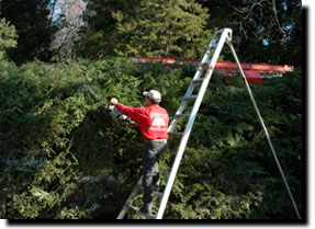 Trimming Hedge