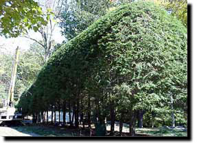 Hemlock Trimming