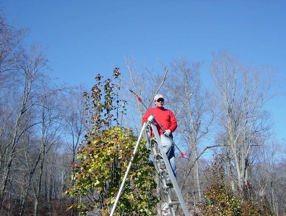 wa_pruning_010a